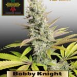 Bobby Knight (Feminized) - Irie Genetics