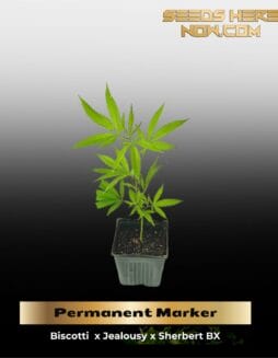 Permanent Marker (Clones) – ACC