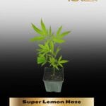Super Lemon Haze (Clones) – ACC