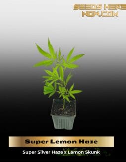 Super Lemon Haze (Clones) – ACC