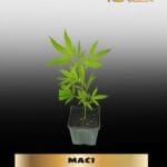 MAC1 (Clones) – ACC
