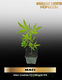 MAC1 (Clones) – ACC