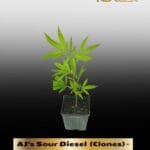 AJ's Sour Diesel  (Clones) – ACC