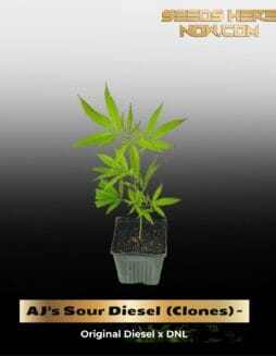 AJ's Sour Diesel  (Clones) – ACC