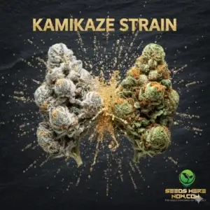 Kamikaze Strain Review: A Head(Space)On Collision Of Two Cannabis Legends – Kamikaze Strain Review