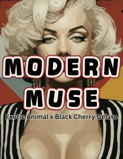 MODEERN MUSE STRAIN PICTURE