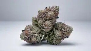 Cream Smoothie strain review