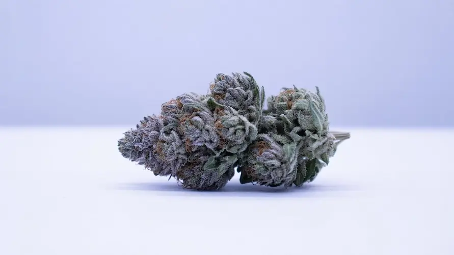 Biscotti Runtz Strain Review: A Luxurious Hybrid for Mood, Focus, and Flavor