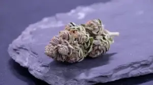 Banana Coffee strain