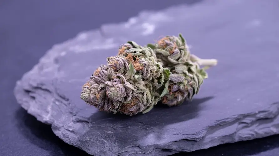 Banana Coffee Strain Review: A Bold Brew of Relaxation and Flavor