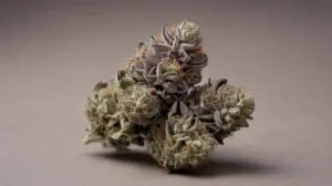 Devil's Punch Bowl strain
