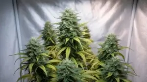 P85 Strain Review (Aka P85 Bx): The Candy(Space)Coated Indica Heavyweight – P85 strain