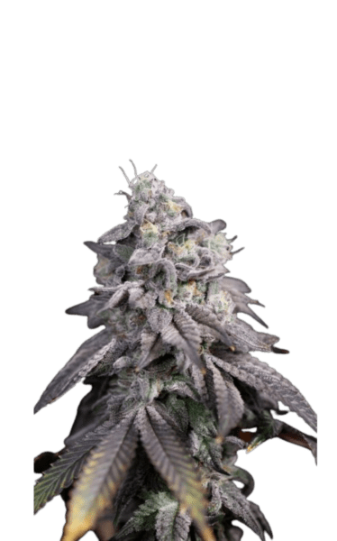 Buy Regular Marijuana Seeds