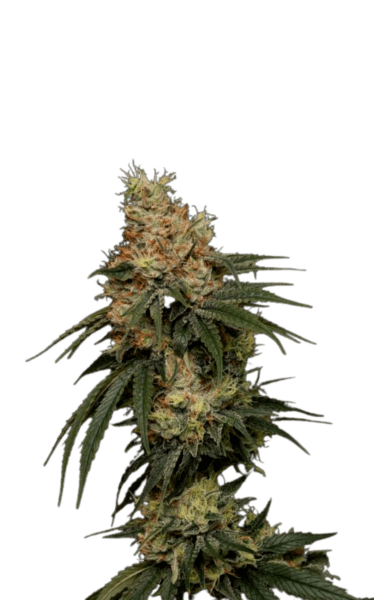 Buy Feminized Weed Seeds