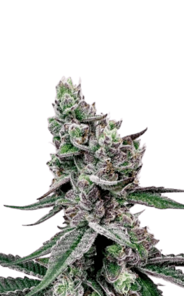 Buy Cannabis Clones Online
