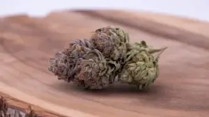 Boston Runtz strain
