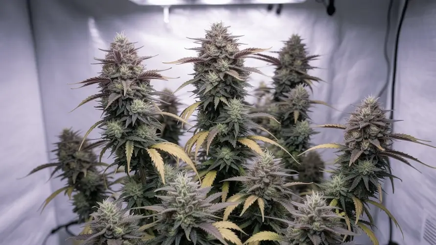 Cherry Gumbo Strain Review: A Sweet And Balanced Hybrid For Every Occasion – A photo of the Cherry Gumbo strain