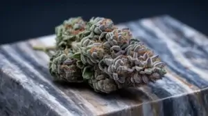 Cherry Gumbo strain