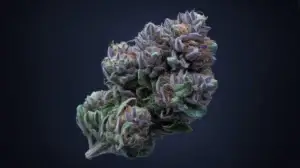 Fantasy Melon strain