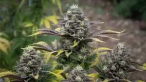 Frozen Coke strain review