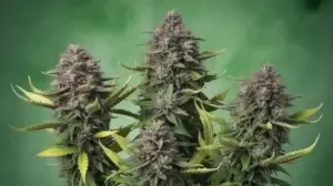 Gypsy Soap strain review