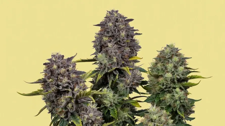 King Runtz Strain Review: A Royal Experience – King Runtz strain guide