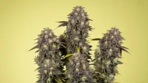 King Runtz Strain Review: A Royal Experience – King Runtz strain review