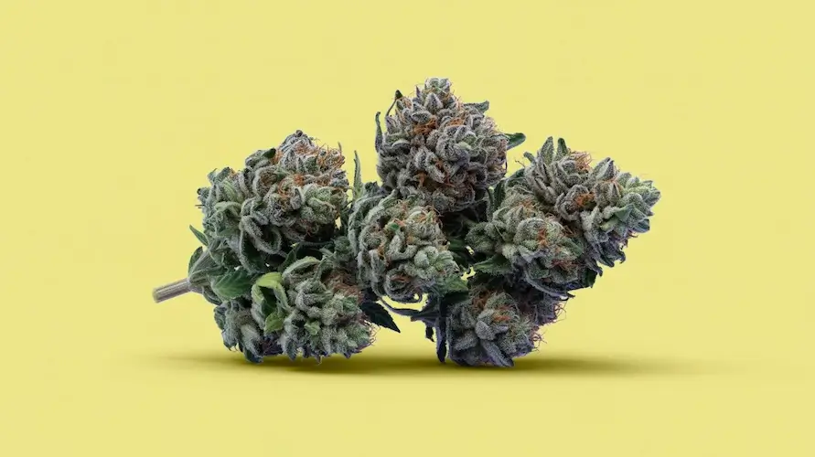 King Runtz Strain Review: A Royal Experience – King Runtz strain