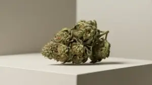 Omakase Strain Review: Redefining Craft Cannabis – Omakase strain