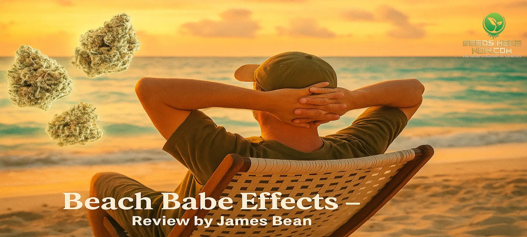 Beach Babe Strain Review (Maui Wowie X Trophy Wife) — Effects, Terps, Grow Guide – Beach Babe strain effects