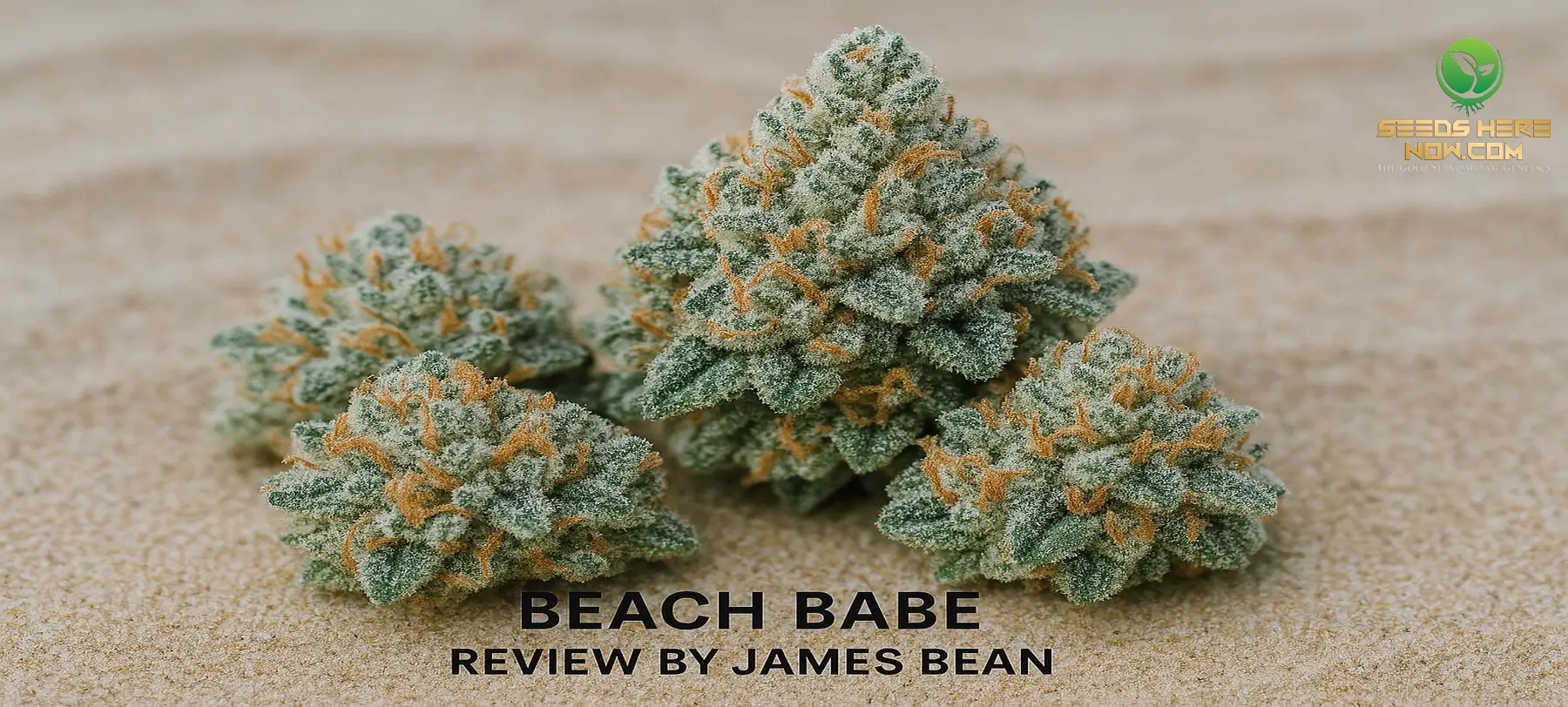 Beach Babe Strain Review (Maui Wowie X Trophy Wife) — Effects, Terps, Grow Guide – Picture of frosty beach babe