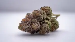 Permanent Cherries Strain Review: A Seed Junky Masterpiece – Permanent Cherries strain review