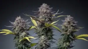 Pink Ice Cream strain
