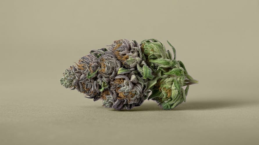 Pink Ice Cream Strain Review: A Sweet, Creamy Hybrid – Pink Ice Cream strain review