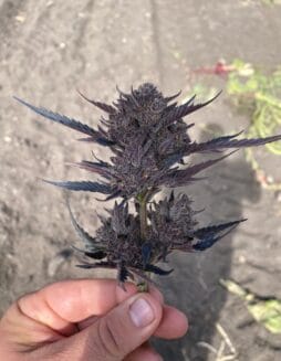 GMO Auto (Feminized) (space) Atlas Seed