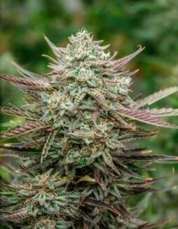 Face Fat Auto (Feminized) (space) Atlas Seed