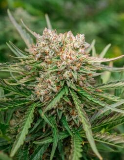 GMO OG Auto (Feminized) (space) Atlas Seed