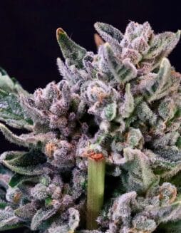 Gelato 41 (Feminized) (space) Atlas Seed