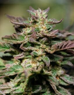 Dosidos FAST (Feminized) (space) Atlas Seed