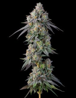 Gastro Pop S1 (Feminized) (space) Compound Genetics