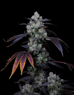 Perzimmon (Feminized) (space) Compound Genetics