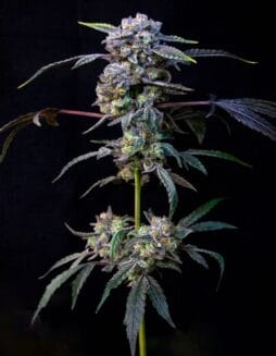 Banana Cream Pop (Feminized) (space) Compound Genetics