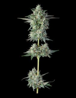 Wingsuit (Feminized) (space) Compound Genetics