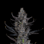 Bling Blaow (Feminized) - Compound Genetics