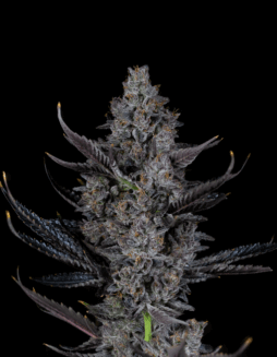 Bling Blaow (Feminized) (space) Compound Genetics