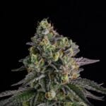 A.B. Parfait (Feminized) - Compound Genetics