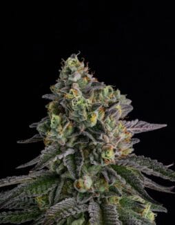 A.B. Parfait (Feminized) (space) Compound Genetics