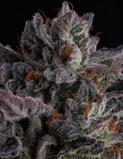 Polar Pop (Feminized) (space) Compound Genetics