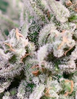 GMO Bomb FAST (Feminized) (space) Atlas Seed