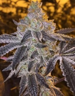 Gopher Glue FAST (Feminized) (space) Atlas Seed